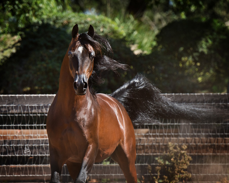 Evergreen Arabians National Winning Breeding Training And Showing Farm In Santa Ynez California Evg Tajhal